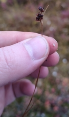 Luzula multiflora sibirica