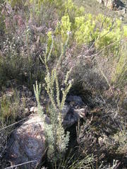 Paranomus spathulatus