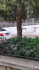 Platycladus orientalis