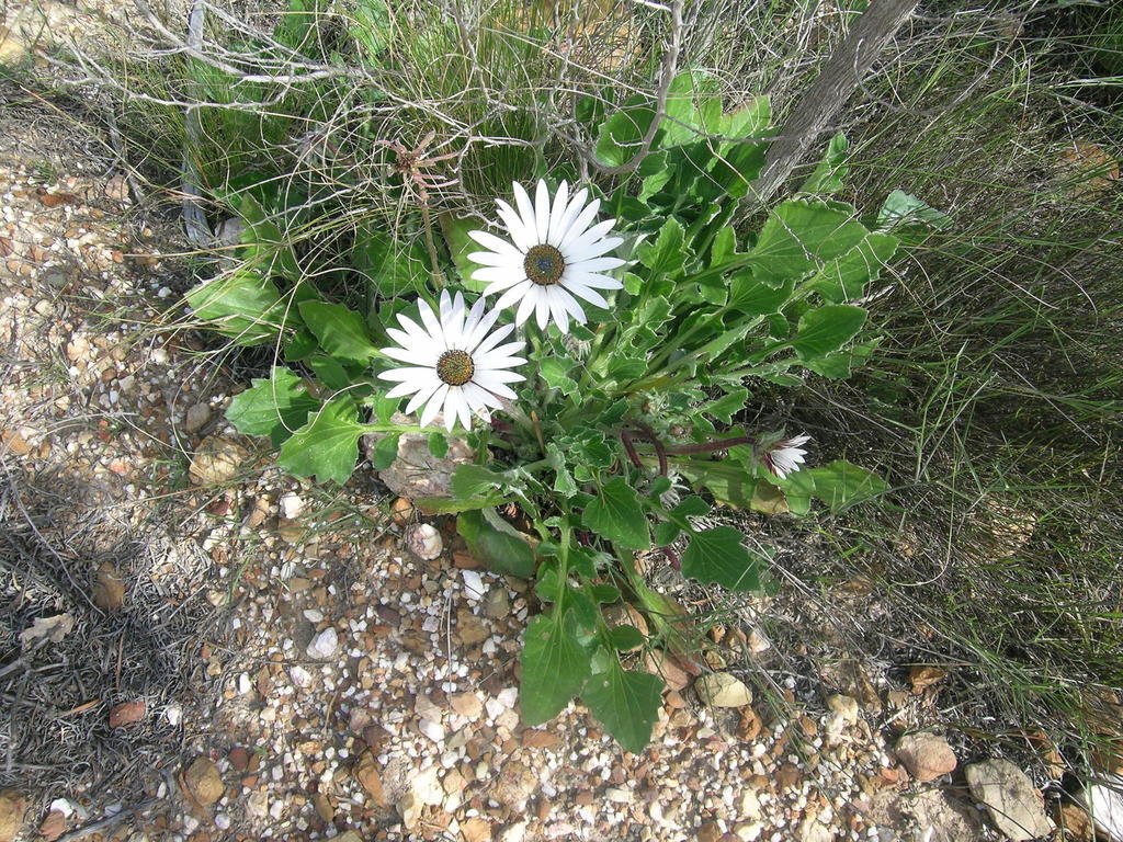 Arctotis incisa; photograph (c) jillblignaut, some rights reserved (CC BY-SA)
