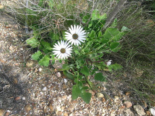 Arctotis incisa