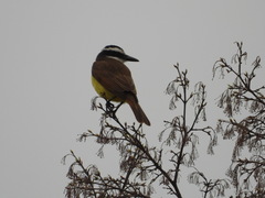 Pitangus sulphuratus