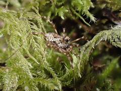 Megabunus diadema