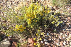 Aspalathus hirta hirta