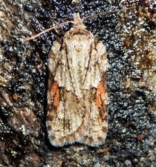 Acleris ptychogrammos