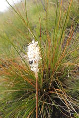 Bulbinella trinervis