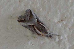 Arotrophora arcuatalis