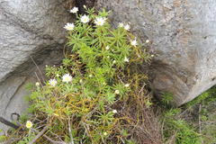 Osmitopsis osmitoides