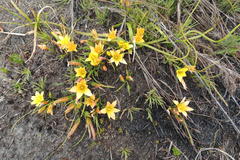 Romulea setifolia setifolia