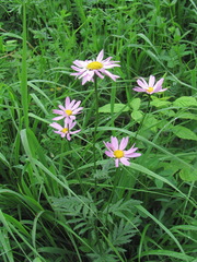 Tanacetum coccineum