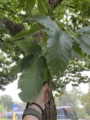 Castanea