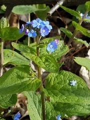 Cynoglossum amabile