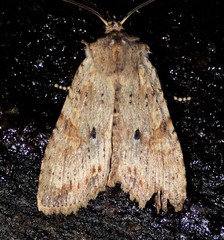 Lithophane patefacta