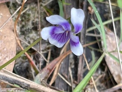 Viola banksii