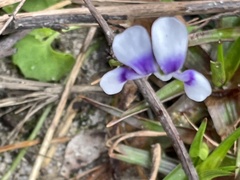 Viola banksii