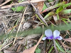 Viola banksii
