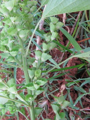 Acalypha indica