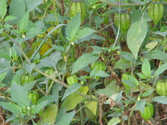 Physalis minima