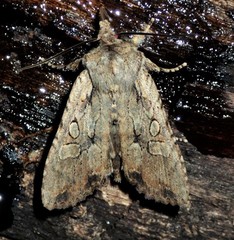 Lithophane disposita