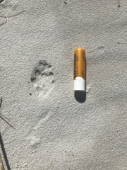 Caracal