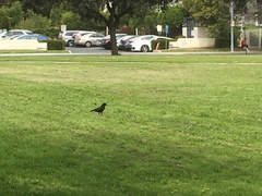Corvus brachyrhynchos
