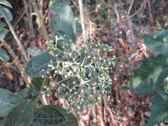 Vernonanthura cordata