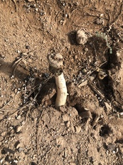 Itajahya galericulata