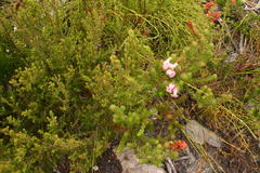 Erica daphniflora daphniflora