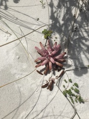 Hyobanche thinophila