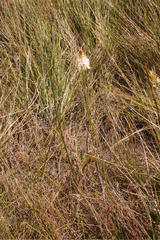Bulbinella trinervis