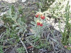 Hermannia diversistipula