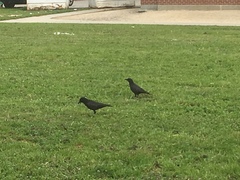 Corvus brachyrhynchos