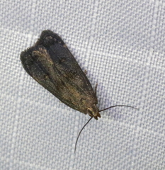 Dichomeris juncidella