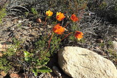 Ursinia rigidula