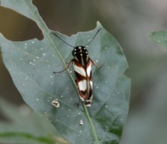 Propertius propertius