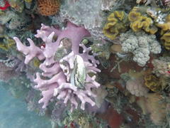 Stylaster nobilis