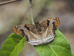 Odontoptilum angulata angulata