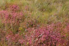 Erica multumbellifera
