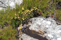 Disa aurata