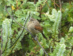 Emberiza capensis basutoensis
