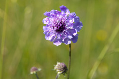 Scabiosa canescens