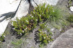 Pelargonium ternatum