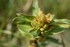 Gentiana cruciata cruciata