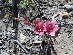 Tritonia squalida