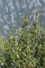 Salix appendiculata