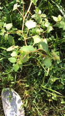 Plagianthus regius