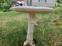 Amanita magnivelaris