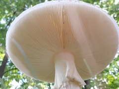 Amanita magnivelaris