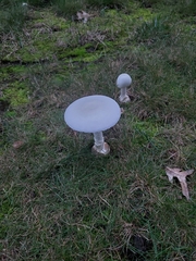Amanita magnivelaris