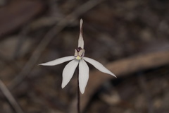 Caladenia saccharata